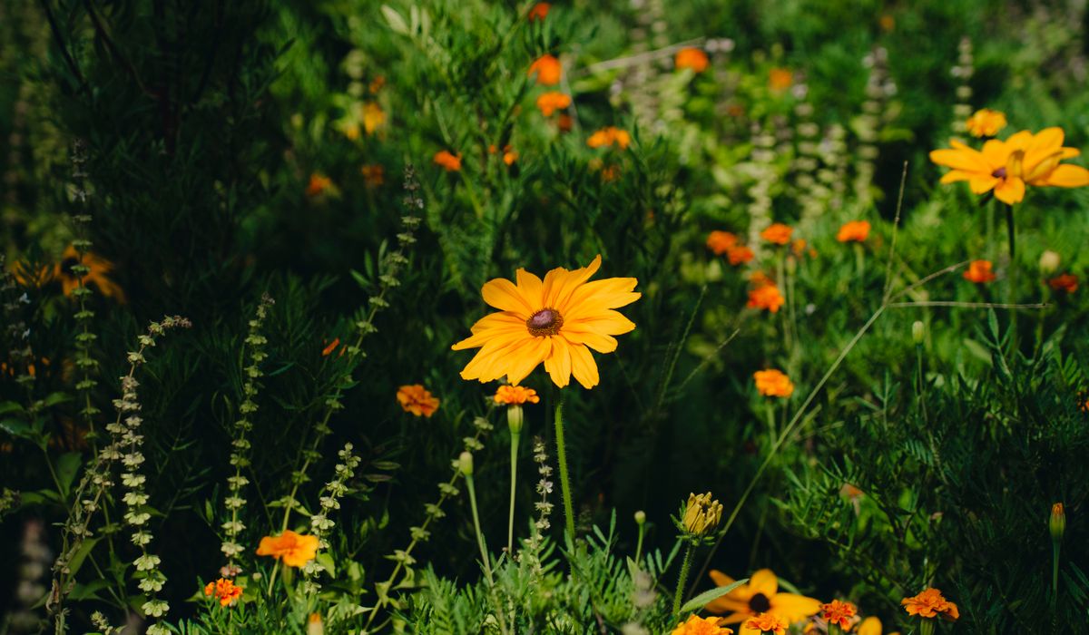 A Simple Guide to Composting Kitchen and Garden Waste