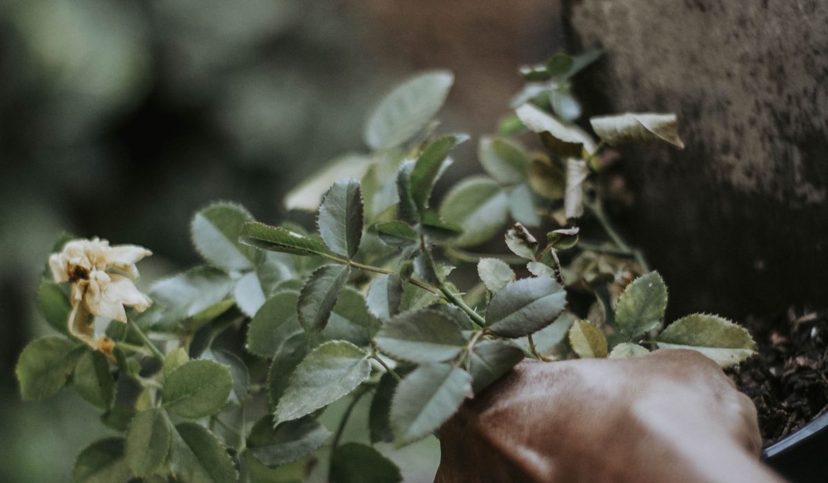Jobs to Do in the Garden This Autumn