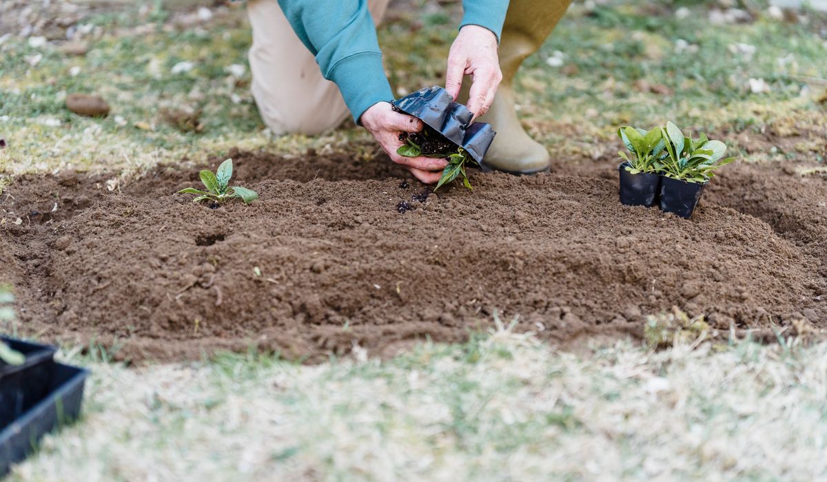 Spring Seed Sowing Calendar for Beginners