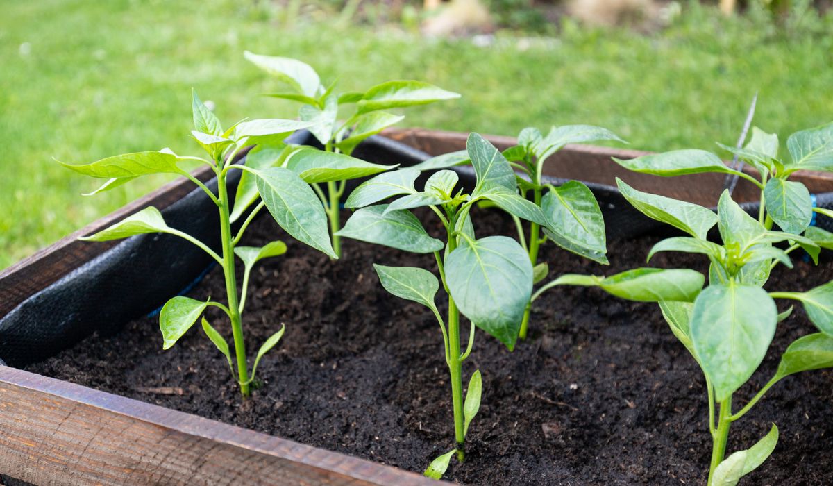 Creating a Wildlife Pond in a Small Garden