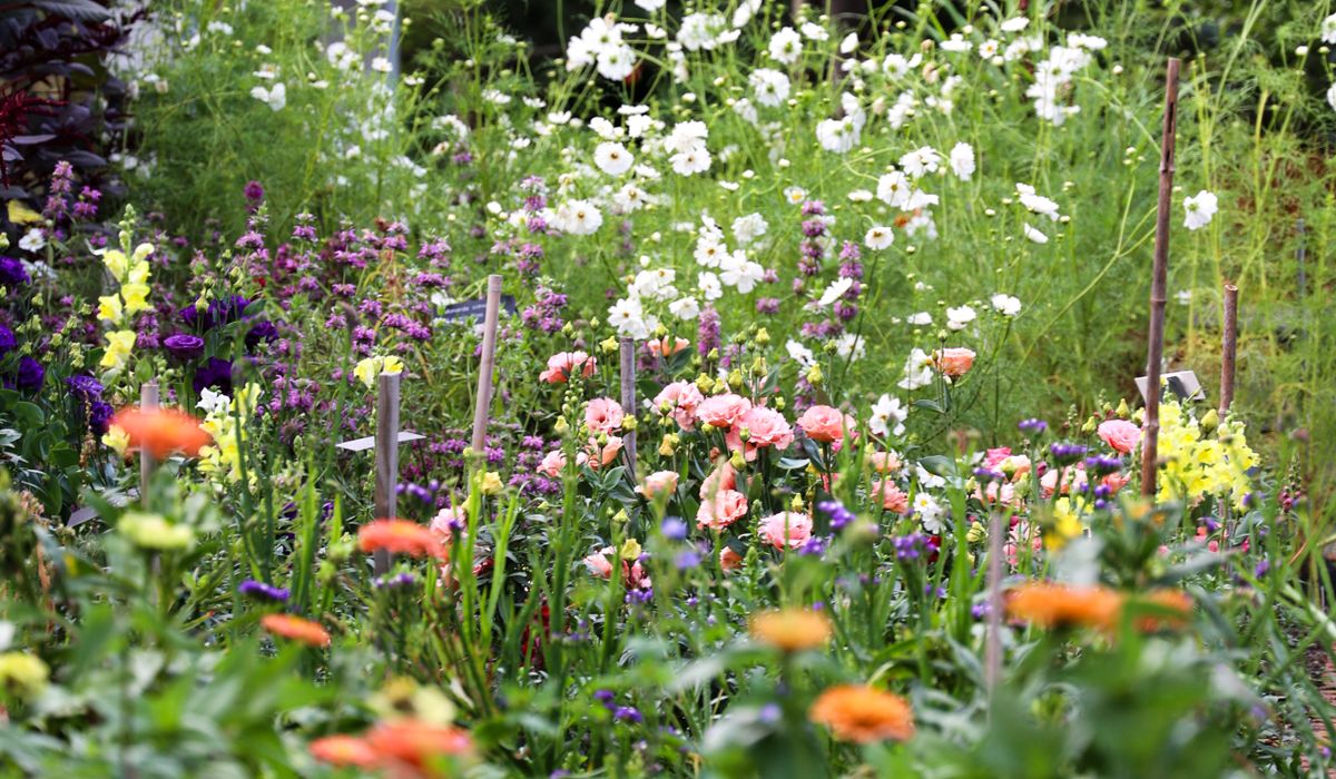 Involving Children in Local Growing Projects
