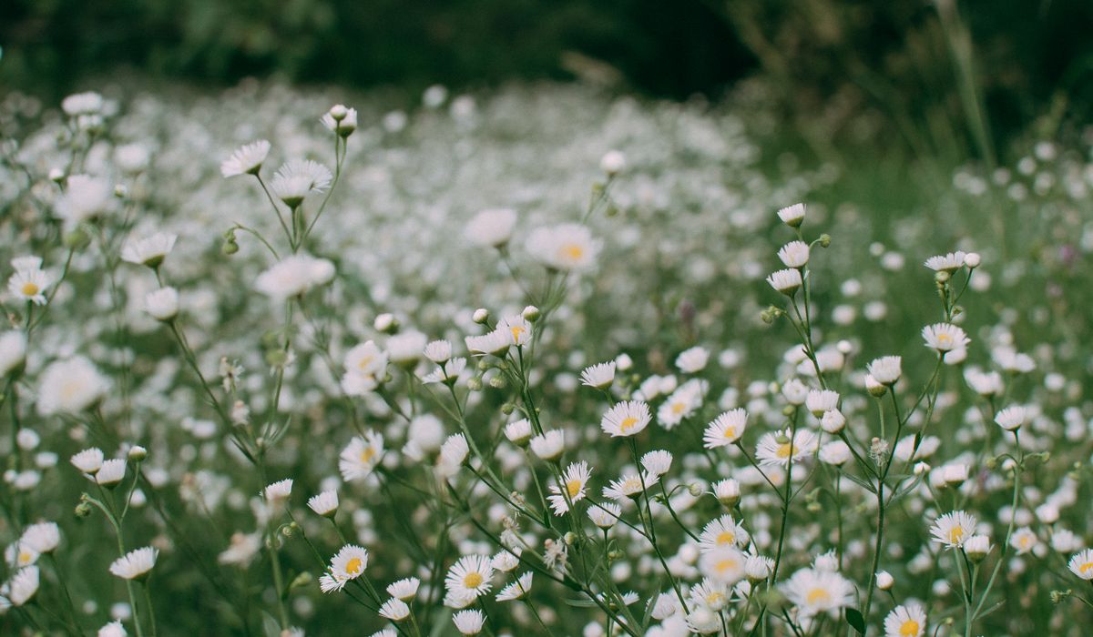 Using Leaf Mould to Improve Garden Borders
